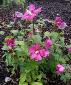 Ketmia syryjska (Hibiskus) 'Pink Giant' P9/C1 - obrazek 3