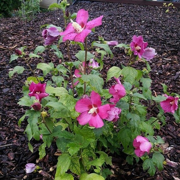 Ketmia syryjska (Hibiskus) 'Pink Giant' P9/C1 - obrazek 3