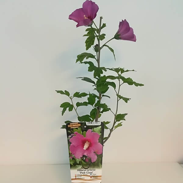 Ketmia syryjska (Hibiskus) 'Pink Giant' poj. 2L - obrazek 4