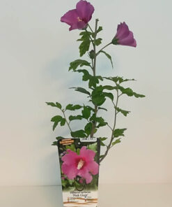 Ketmia syryjska (Hibiskus) 'Pink Giant' P9/C1 - obrazek 4