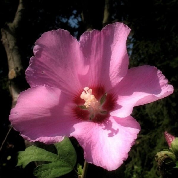 Ketmia syryjska (Hibiskus) Russian Violet P9/C1