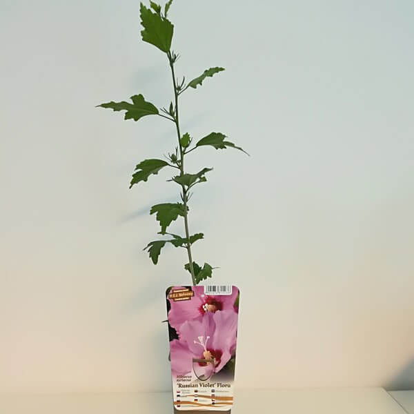 Ketmia syryjska (Hibiskus) Russian Violet P9/C1 - obrazek 2