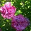 Ketmia syryjska (Hibiskus) ‘Sanchoyo’ poj, 2l