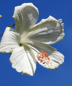 Alternative view of Ketmia syryjska (Hibiskus) 'William R, Smith' P9/C1