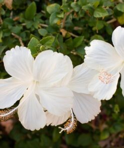 Ketmia syryjska (Hibiskus) 'William R, Smith' poj, 2l - obrazek 3