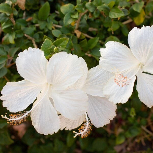 Ketmia syryjska (Hibiskus) 'William R, Smith' poj, 2l - obrazek 3