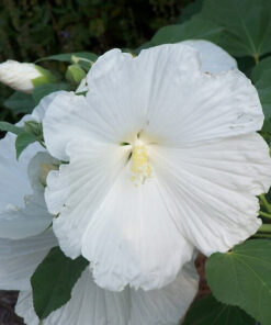 Ketmia syryjska (Hibiskus) 'William R, Smith' poj, 2l - obrazek 4