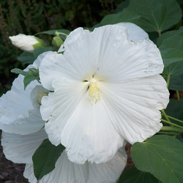 Ketmia syryjska (Hibiskus) 'William R, Smith' poj, 2l - obrazek 4