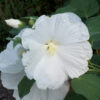 Ketmia syryjska (Hibiskus) 'William R, Smith' P9/C1