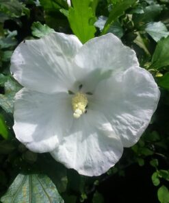 Ketmia syryjska (Hibiskus) 'William R, Smith' P9/C1 - obrazek 4