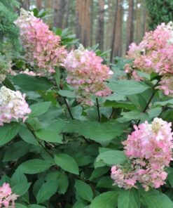 Hortensja bukietowa 'Pink Lady' P9/C1 - obrazek 3