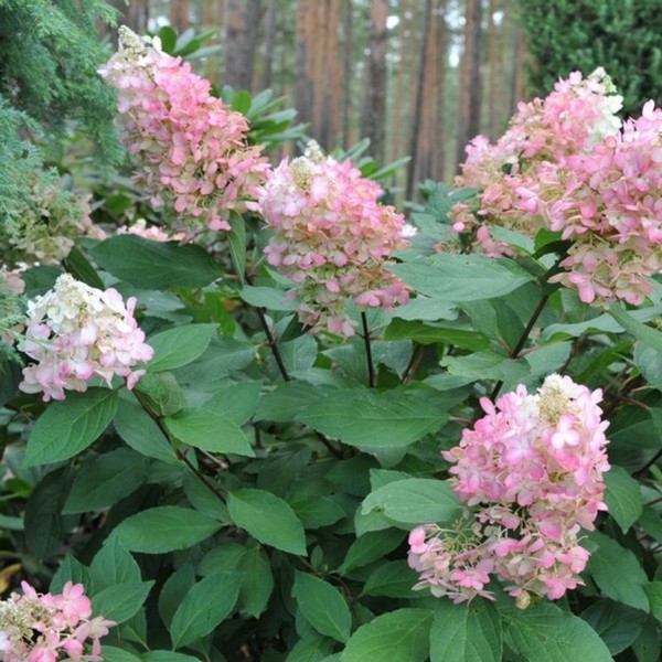 Hortensja bukietowa 'Pink Lady' P9/C1 - obrazek 3