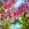 Lilak Syringa Reflexa P9/C1