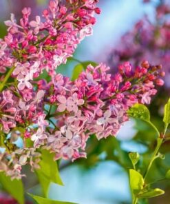 Lilak Syringa Reflexa P9/C1