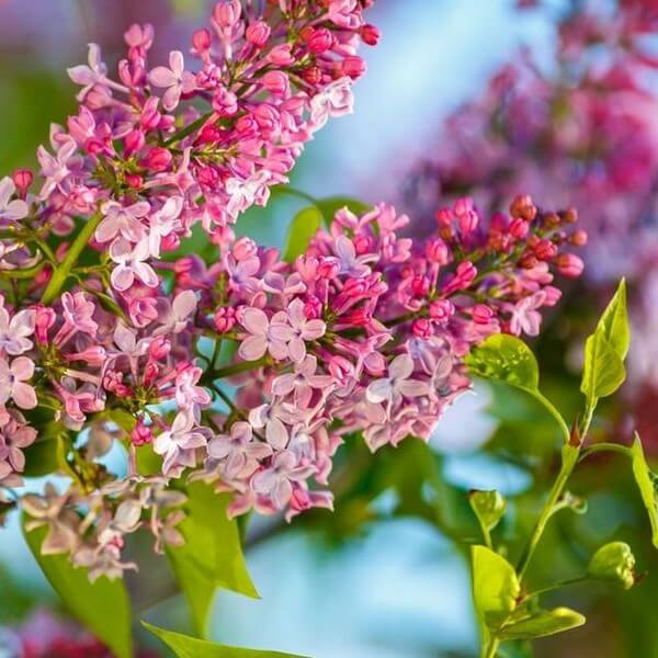 Lilak Syringa Reflexa P9/C1