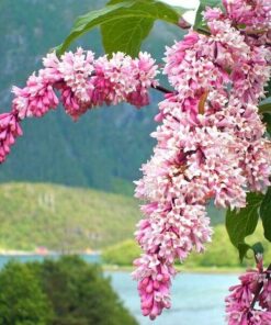 Alternative view of Lilak Syringa Reflexa P9/C1