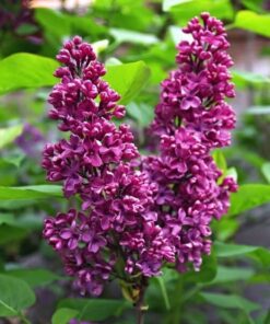 Alternative view of Lilak (bez) Syringa 'Royalty' P9/C1