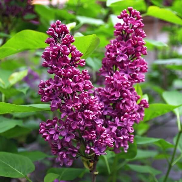 Lilak (bez) Syringa 'Royalty' P9/C1 - obrazek 2