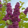 Lilak (bez) Syringa 'Royalty' P9/C1