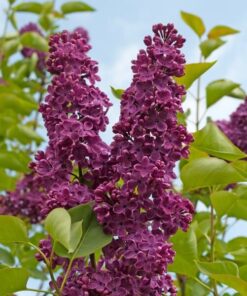 Lilak (bez) Syringa 'Royalty' P9/C1