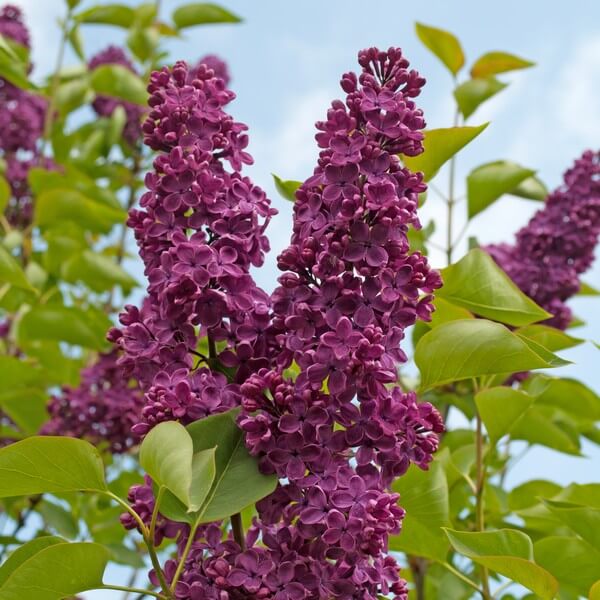 Lilak (bez) Syringa 'Royalty' P9/C1