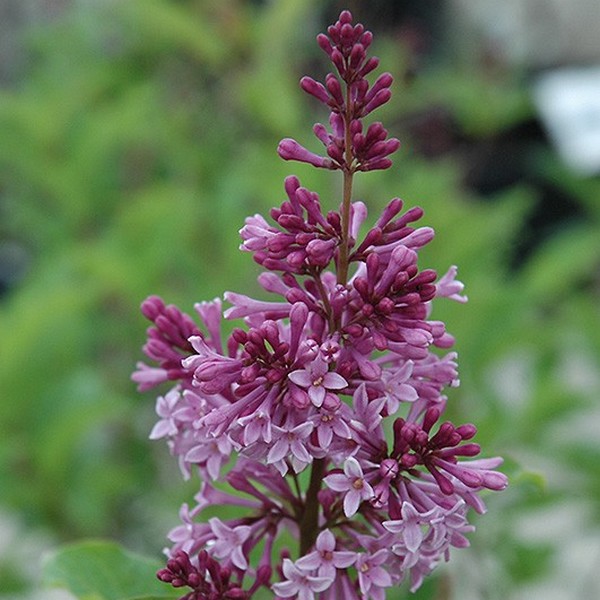Lilak (bez) Syringa 'Royalty' P9/C1 - obrazek 3