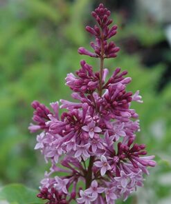 Lilak (bez) Syringa 'Royalty' poj, 2l