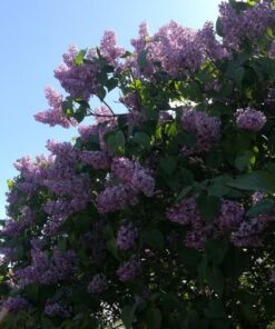 Lilak (bez) Syringa laciniata poj, 2L