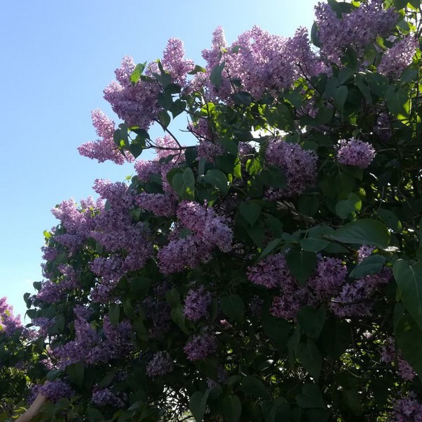 Lilak (bez) Syringa laciniata poj, 2L
