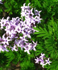 Lilak (bez) Syringa laciniata P9/C1