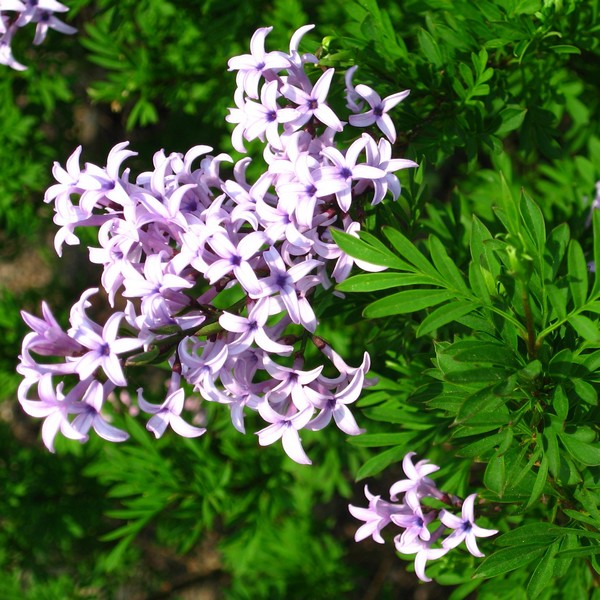Lilak (bez) Syringa laciniata poj, 2L - obrazek 3
