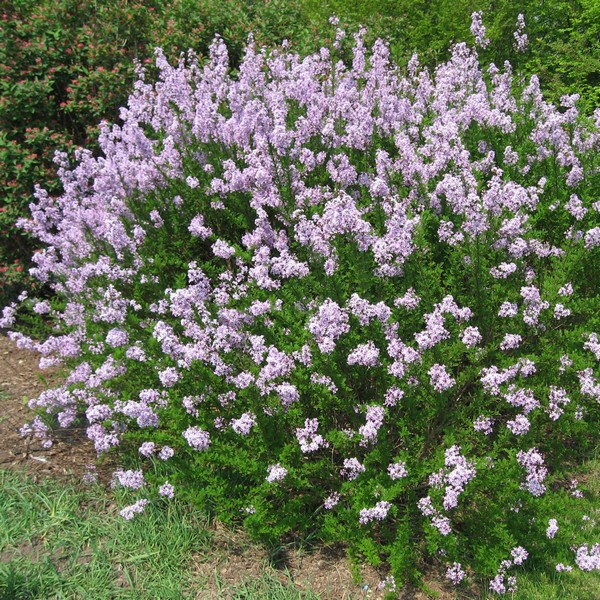 Lilak (bez) Syringa laciniata P9/C1 - obrazek 2