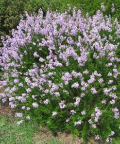 Alternative view of Lilak (bez) Syringa laciniata poj, 2L