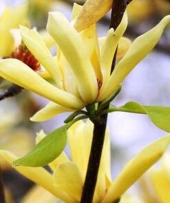 Magnolia japońska 'Esveld Select' poj, 2l - obrazek 3