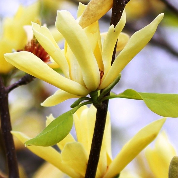 Magnolia japońska 'Esveld Select' poj, 2l - obrazek 3