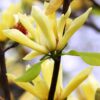 Magnolia japońska 'Esveld Select' P9/C1