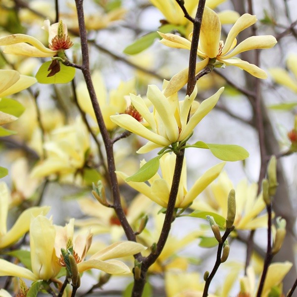 Magnolia japońska 'Esveld Select' poj, 2l