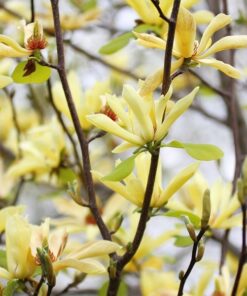 Magnolia japońska 'Esveld Select' P9/C1 - obrazek 3