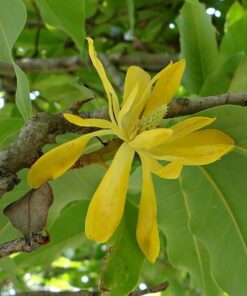 Alternative view of Magnolia japońska 'Esveld Select' poj, 2l