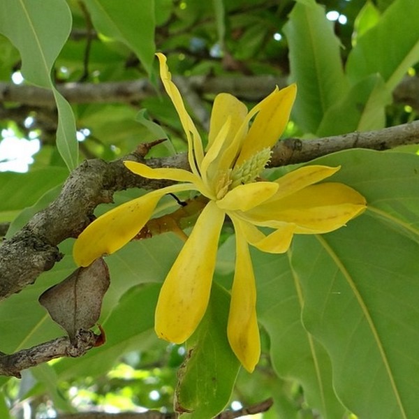 Magnolia japońska 'Esveld Select' P9/C1 - obrazek 2