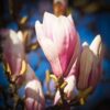 Magnolia 'Galaxy' P9/C1