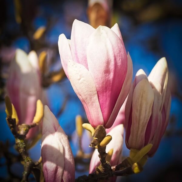Magnolia 'Galaxy' P9/C1