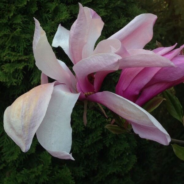 Magnolia 'Galaxy' P9/C1 - obrazek 3
