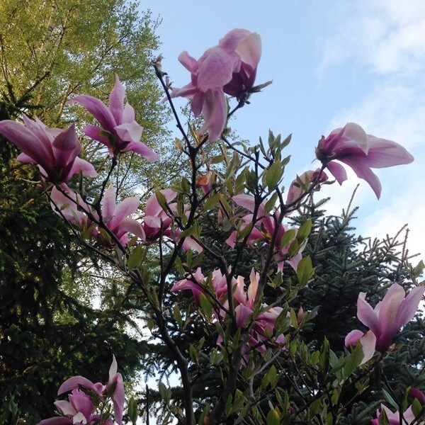 Magnolia 'Galaxy' P9/C1 - obrazek 2