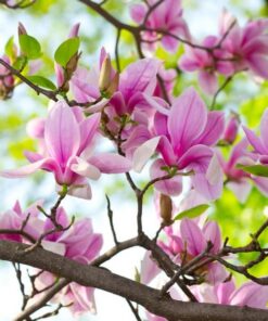 Magnolia 'George Henry Kern' poj, 2L - obrazek 3