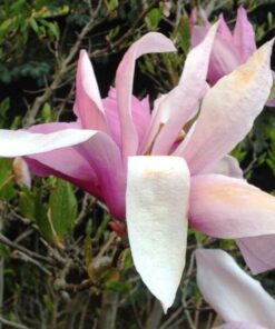 Magnolia 'George Henry Kern' P9/C1 - obrazek 3