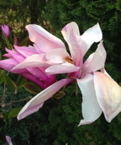 Alternative view of Magnolia 'George Henry Kern' P9/C1