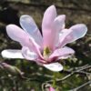 Magnolia loebnera 'Leonard Messel' P9/C1