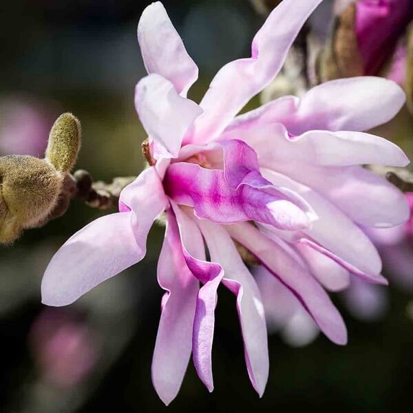 Magnolia loebnera 'Leonard Messel' P9/C1 - obrazek 4