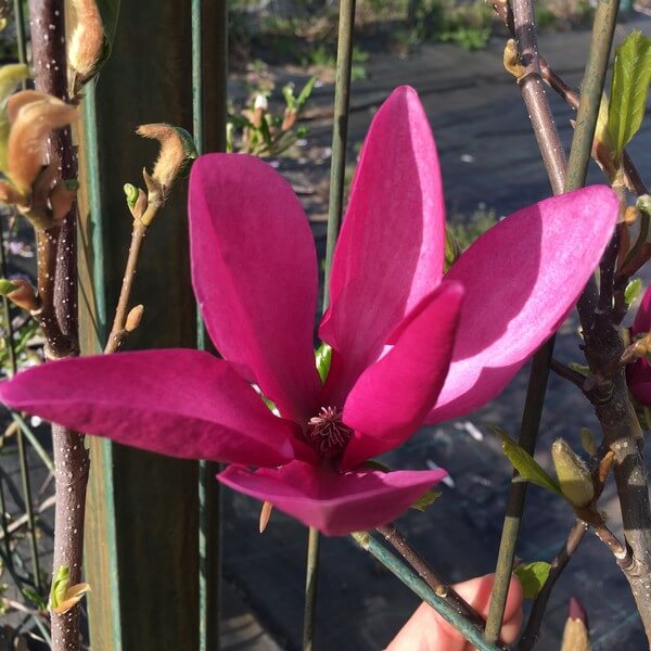 Magnolia purpurowa 'Nigra' P9/C1 - obrazek 3